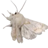 🦋 Эмодзи «Moths» для Telegram