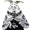 🦋 Эмодзи «Moths» для Telegram