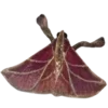 🦋 Эмодзи «Moths» для Telegram