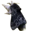 🦋 Эмодзи «Moths» для Telegram