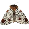 🦋 Эмодзи «Moths» для Telegram