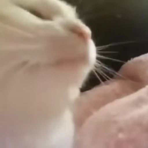 😸 Стикер «Fluffy Violet Capybara» для Telegram