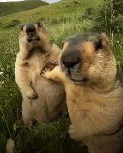 Стикерпак Fluffy Violet Capybara для Telegram