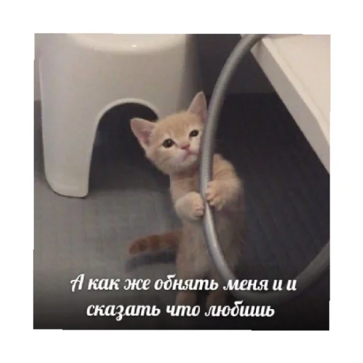 🥺 Стикер «For every occasion 4» для Telegram