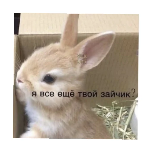 🥺 Стикер «For every occasion 4» для Telegram