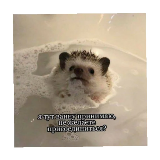 🛀 Стикер «For every occasion 4» для Telegram