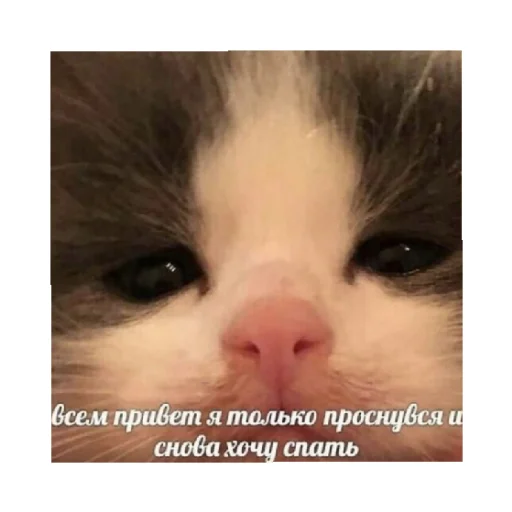 😴 Стикер «For every occasion 4» для Telegram