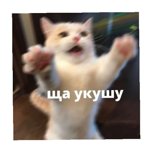 😏 Стикер «For every occasion 4» для Telegram