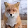 😕 Эмодзи «Foxes» для Telegram