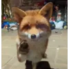 😠 Эмодзи «Foxes» для Telegram