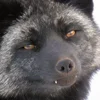 😈 Эмодзи «Foxes» для Telegram