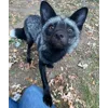 🤗 Эмодзи «Foxes» для Telegram