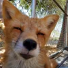 🌟 Эмодзи «Foxes» для Telegram