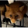 😳 Эмодзи «Foxes» для Telegram