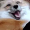 🤬 Эмодзи «Foxes» для Telegram
