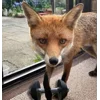 💪 Эмодзи «Foxes» для Telegram