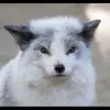😠 Эмодзи «Foxes» для Telegram