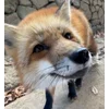 🙂 Эмодзи «Foxes» для Telegram