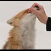 🤫 Эмодзи «Foxes» для Telegram