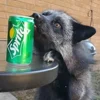 🦊 Эмодзи «Foxes» для Telegram