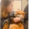 🥰 Эмодзи «Foxes» для Telegram
