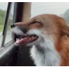 😃 Эмодзи «Foxes» для Telegram