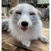 😄 Эмодзи «Foxes» для Telegram