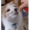 😋 Эмодзи «Foxes» для Telegram
