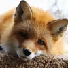 😔 Эмодзи «Foxes» для Telegram