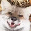 🙂 Эмодзи «Foxes» для Telegram
