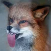 😝 Эмодзи «Foxes» для Telegram