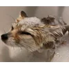 ☺️ Эмодзи «Foxes» для Telegram