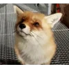 😠 Эмодзи «Foxes» для Telegram