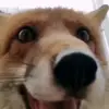 😃 Эмодзи «Foxes» для Telegram