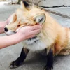 ☺️ Эмодзи «Foxes» для Telegram