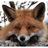 😁 Эмодзи «Foxes» для Telegram