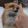 😄 Эмодзи «Foxes» для Telegram