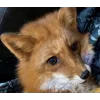😶 Эмодзи «Foxes» для Telegram