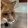 😳 Эмодзи «Foxes» для Telegram