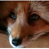 🥺 Эмодзи «Foxes» для Telegram