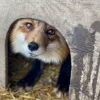 🙁 Эмодзи «Foxes» для Telegram