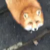 🥴 Эмодзи «Foxes» для Telegram