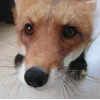 😐 Эмодзи «Foxes» для Telegram