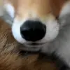 😋 Эмодзи «Foxes» для Telegram