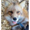 😝 Эмодзи «Foxes» для Telegram