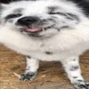 😁 Эмодзи «Foxes» для Telegram