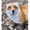 😳 Эмодзи «Foxes» для Telegram