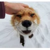 😠 Эмодзи «Foxes» для Telegram