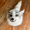 🤨 Эмодзи «Foxes» для Telegram
