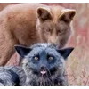 😛 Эмодзи «Foxes» для Telegram